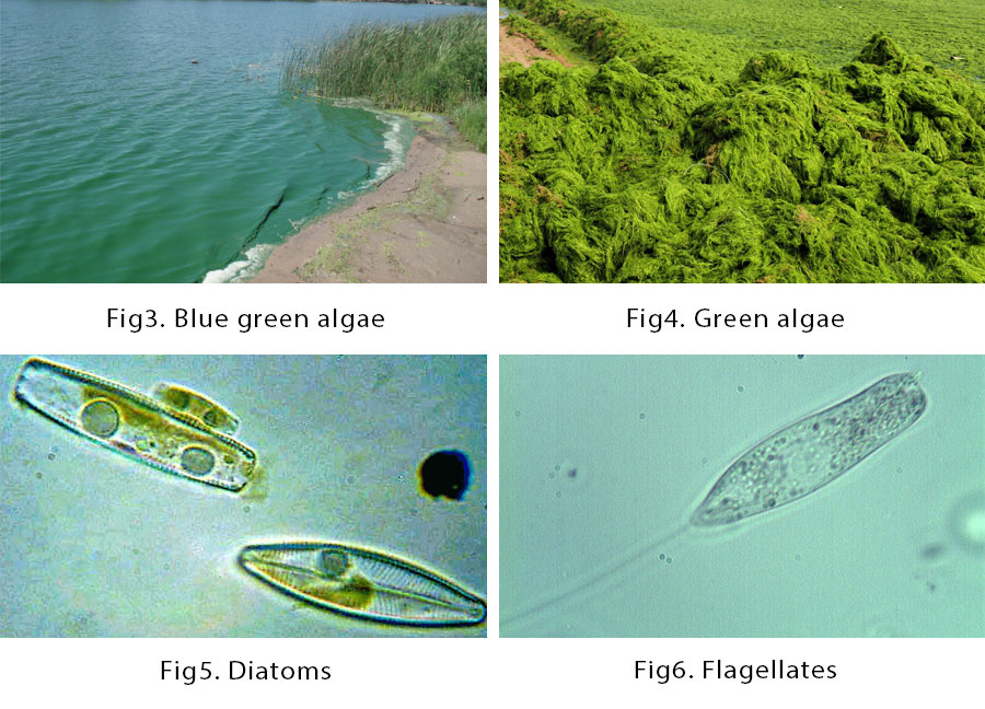 algae-types