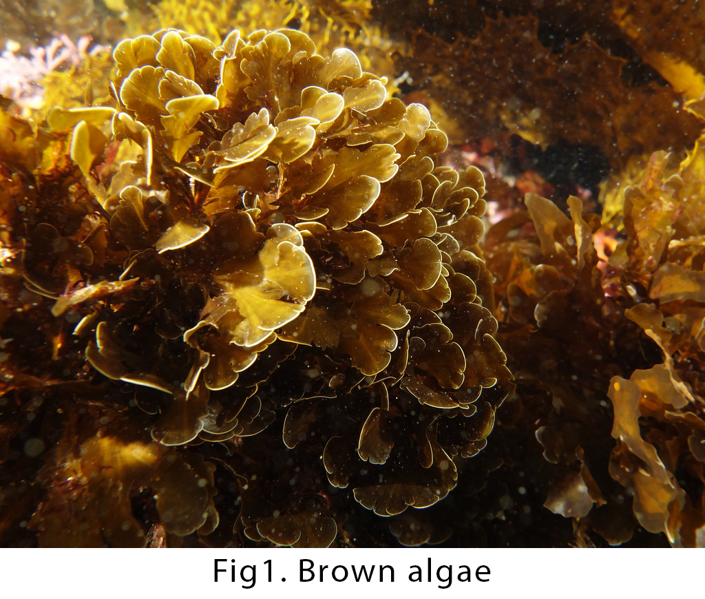 brown algae