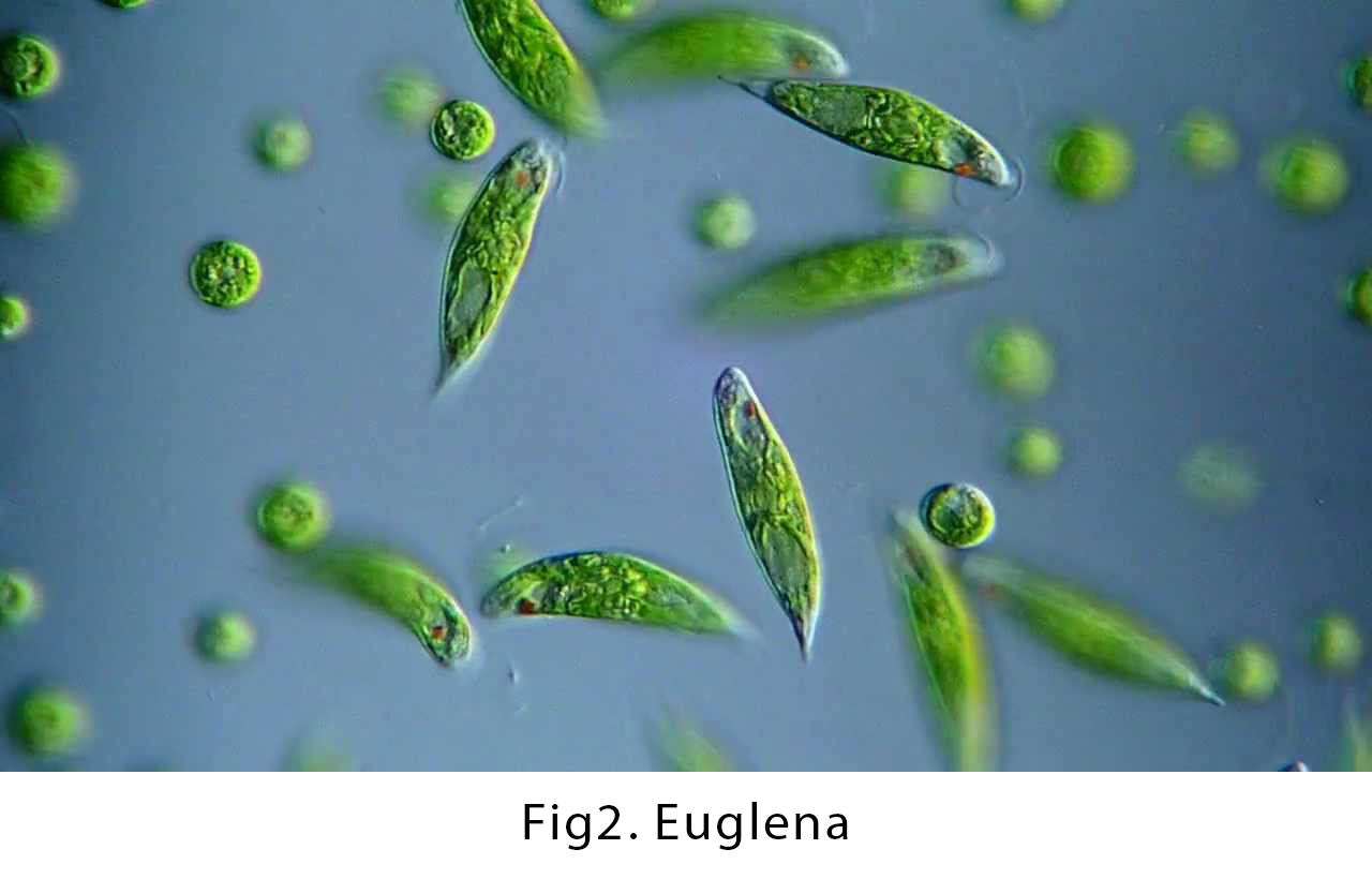 euglena